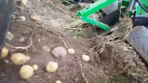 Работа прицепного к трактору картофелеуборочного комбайна Колнаг