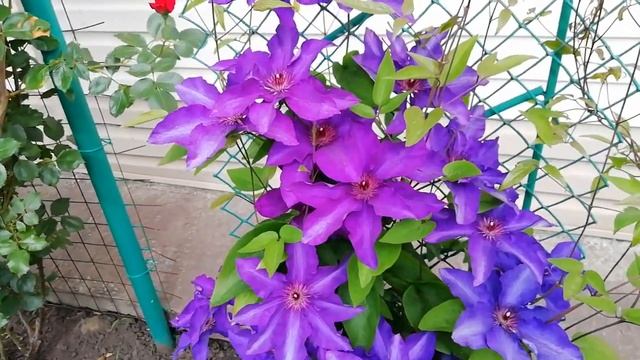 ШИКАРНОЕ ЦВЕТЕНИЕ КЛЕМАТИСОВ У МЕНЯ В САДУ. МАХРОВЫЙ СОРТ И КРУПНОЦВЕТКОВЫЕ С ЯРКОЙ ОКРАСКОЙ. смотреть онлайн