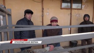Опыт экспериментальной откормочной фермы в Бурятии распространят на всю республику