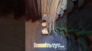 История одного шотландского прямоухого котика, по имени Оскар.  Прямоухий британец (шиншила).