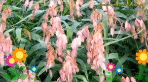 Хасмантиум широколистный. Краткий обзор, описание характеристик chasmanthium latifolium