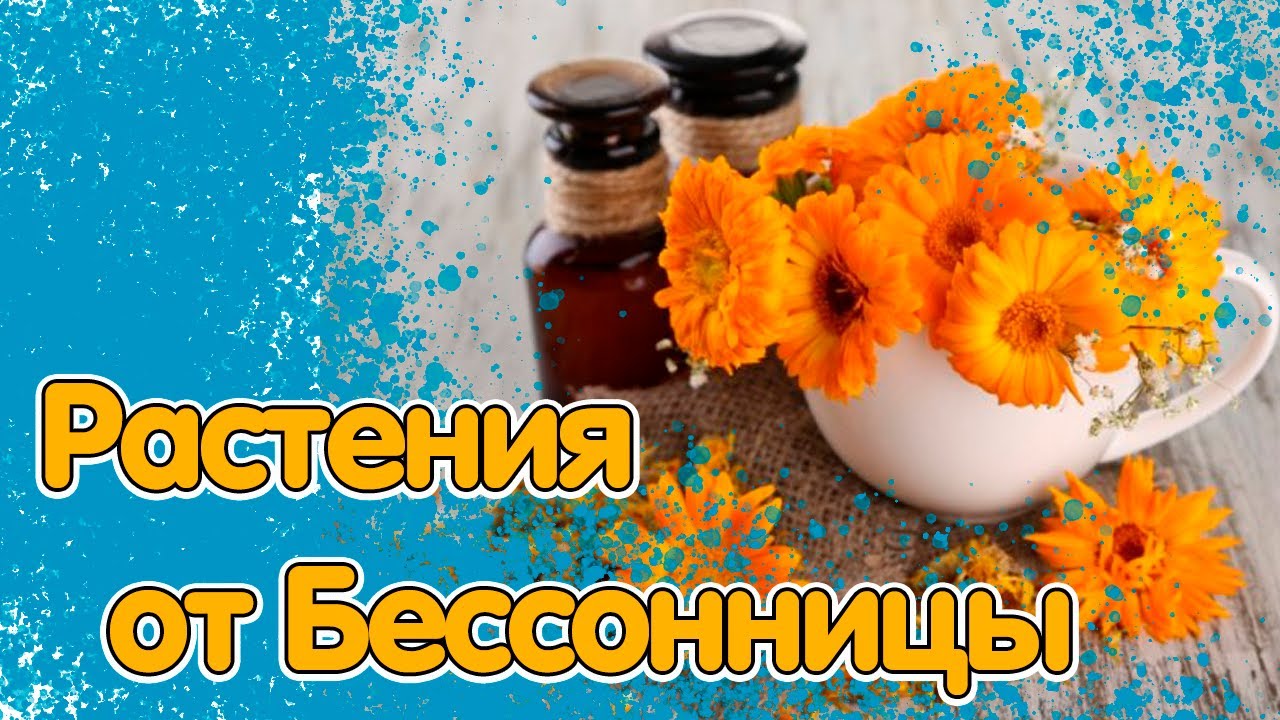 УСПОКОЯТ И НОРМАЛИЗУЮТ СОН: 12 ЛЕКАРСТВЕННЫХ РАСТЕНИЙ, КОТОРЫЕ СТОИТ ПОСАДИТЬ НА СВОЁМ УЧАСТКЕ смотреть онлайн