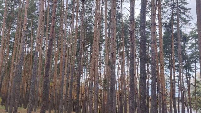 #Сосны в Лесу и #Озеро Круглик #Осенью - Места Отдыха на природе за городом Киев в Киевской области