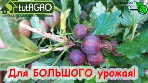 КРЫЖОВНИК и СМОРОДИНА ЗАВАЛЯТ УРОЖАЕМ, ЕСЛИ ПОСЛЕ СБОРА ЯГОД СДЕЛАТЬ ТАК. Не упустите урожай ягод!