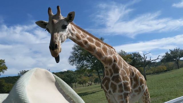 Zoo Fossil Rim Wildlife Center. Texas. Центр дикой жизни, открытый зоопарк. смотреть онлайн