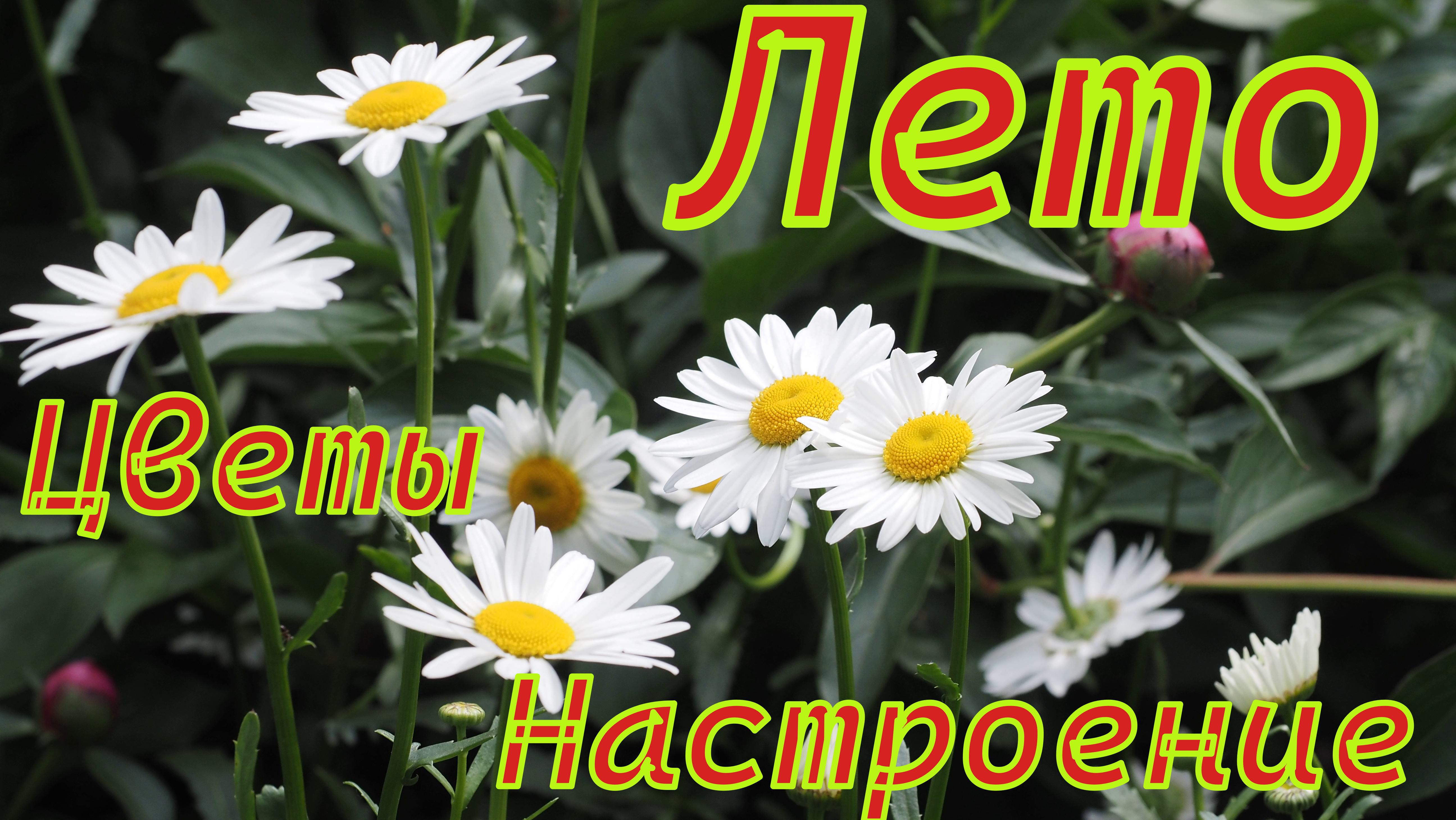 Лето, цветы, настроение..mp4 #цветы #лето #настроение #красота #летнеенастроение #музыка