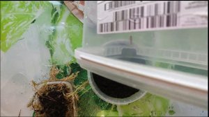 Даже в КВАРТИРЕ можно сохранить ЧЕРВЕЙ для РЫБАЛКИ! СПОСОБ НАЙДЕН, ПРОЩЕ ТОЛЬКО КУПИТЬ!