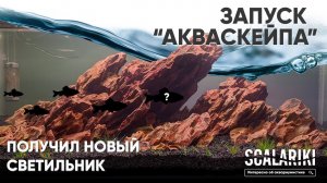 Запускаю акваскейп с новым светом Оформление аквариума 40 литров Камень Дракон