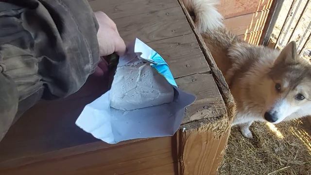 Белкунья на выход/Лайки/Щенки/Вкусняшки/ смотреть онлайн