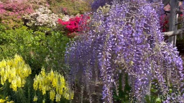 Япония/красивый парк с глицинией смотреть онлайн