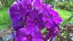 Флокс ВОЛШЕБНИК (ЧАРОДЕЙ) - обзор, описание, цветение, отзыв.