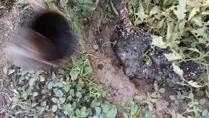 КИСЛАЯ ПОЧВА: РАСКИСЛЕНИЕ
