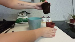 Пересадка магазинной Хамедореи