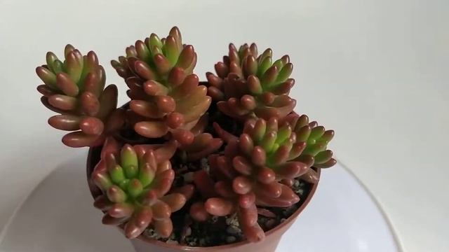 SEDUM RUBROTINCTUM, succulent plant