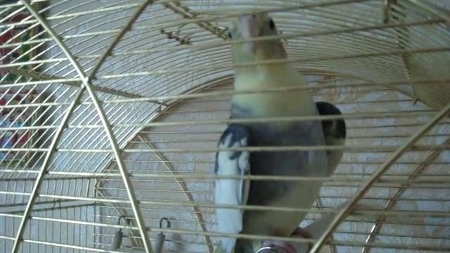 Попугай - корелла Риччи видео поет говорит привет, Ричи птичка и поет песенку тра-ля-ля
