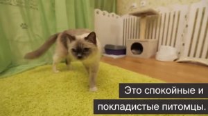 5 самых больших кошек в мире