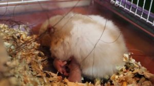 О канале хомки: стих от подписчиков