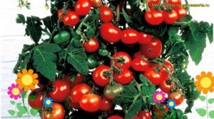 Томат обыкновенный Микрон-НК. Краткий обзор, описание характеристик solanum lycopersicum Mikron-NK