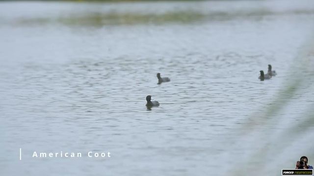 Nikon D810 vs D800 in 2022. Both still AMAZING PRO LEVEL DSLR Cameras смотреть онлайн