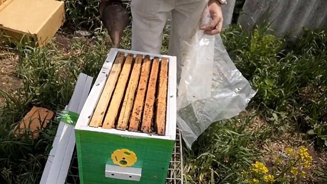 #пчеловодство #пасека #слабаясемья Слабая семья, настойчиво стремится к существованию смотреть онлайн