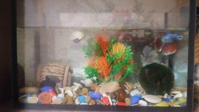 Петушок. Содержание Петушка . рыбка в домашних условиях. Аквариум дома. Рыбка Март и сомик Панда. смотреть онлайн