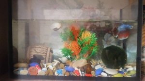 Петушок. Содержание Петушка . рыбка в домашних условиях. Аквариум дома. Рыбка Март и сомик Панда.