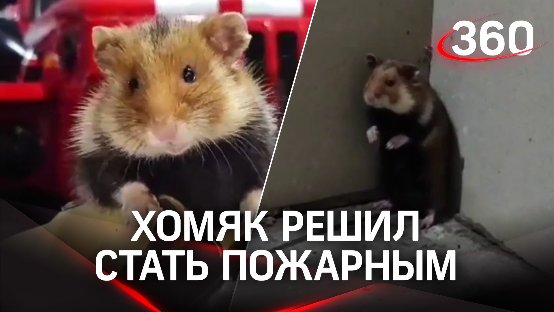 Полевой хомяк из Чечни решил изучить устройство пожарного автомобиля