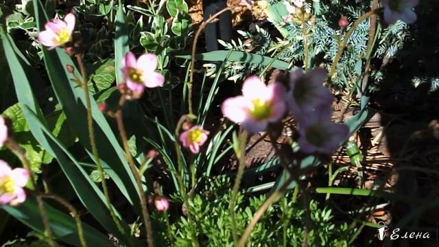 Прикосновение весны... Первоцветы в моем саду...Автор музыки Эдгар Туниянц