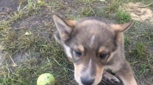 помесь лайки и дворняги. ЧАК