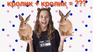 КРОЛИК + КРОЛИК = ???
