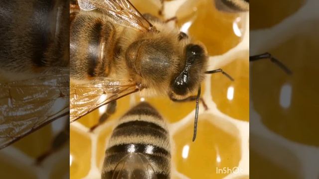 Аппликация 1 класс. Аары жасоо