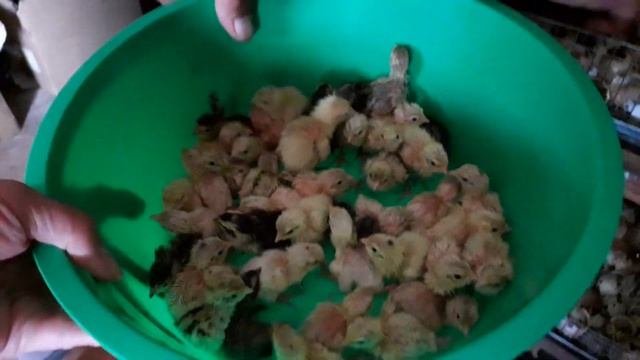 Инкубация перепелов,17-ый день,вылупление.
