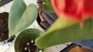 Пересадка мужского счастья (антуриум) после покупки