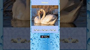 Владимир Захаров  Лебеди