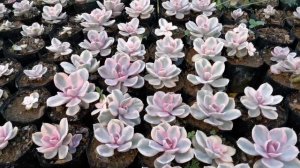 Echeveria West rainbow Succulents .. Easy care tips!!#succulents.. #plants