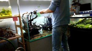 Перезапуск аквариума. Клеил коряги. Лориэн. Часть 2.