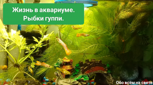 Жизнь в аквариуме. Рыбки гуппи.
