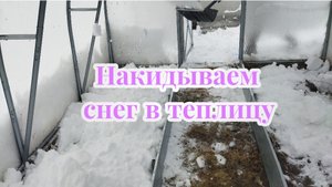 Накидываем снег в теплицу!