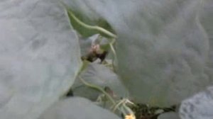 Огурец Артист F1 до и после снятия урожая