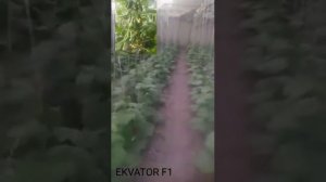 Ekvator F1. Огурць. Бодринг. Bodring. COCUMBER. 23 days.