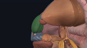 Базальные ядра головного мозга / Базальные ганглии / Неврология