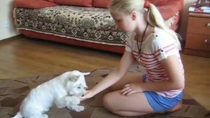 Щенок Вест Хайленд Вайт Терьер 4 месяца