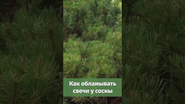 Как обламывать свечи у сосны