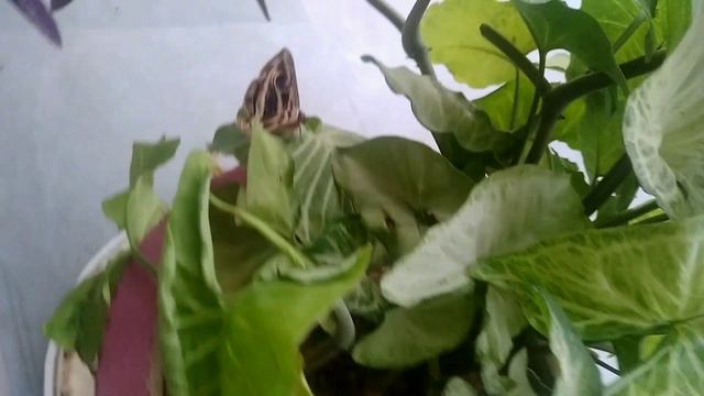 Butterfly with beautiful wings on arrowhead plant ! смотреть онлайн