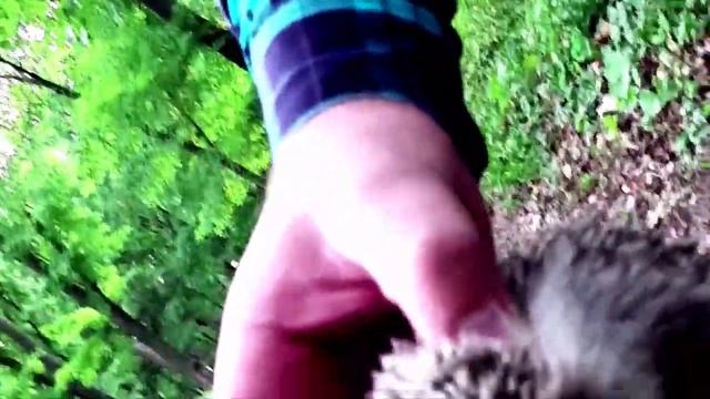 НАШЛИ В ПАРКЕ ПЬЯНОГО ЁЖИКА ?? смотреть онлайн