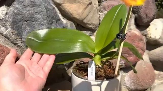 ЦВЕТЕНИЕ фаленопсисов.Часть 2. Phalaenopsis orchids.