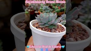 🌸Echeveria Real de Catorce🌸