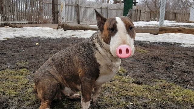 Вся правда о бультерьерах