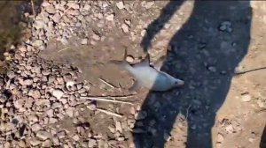 Лещёвая рыбалка на фидер под Питером