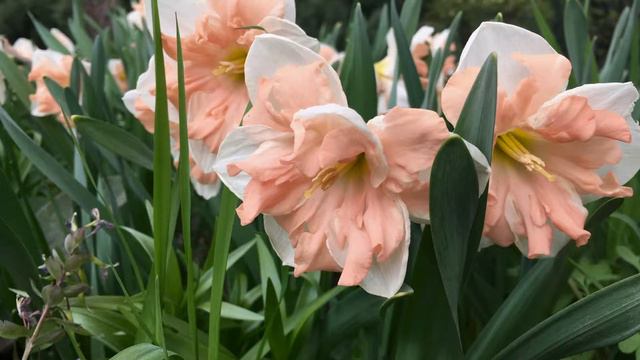 Botanical Garden смотреть онлайн